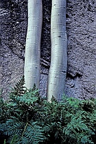 Aspen Trunks, Ferns, & Granite